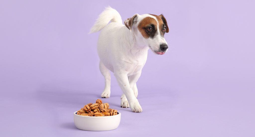 can dogs eat pecans EveryThing You need To Know
