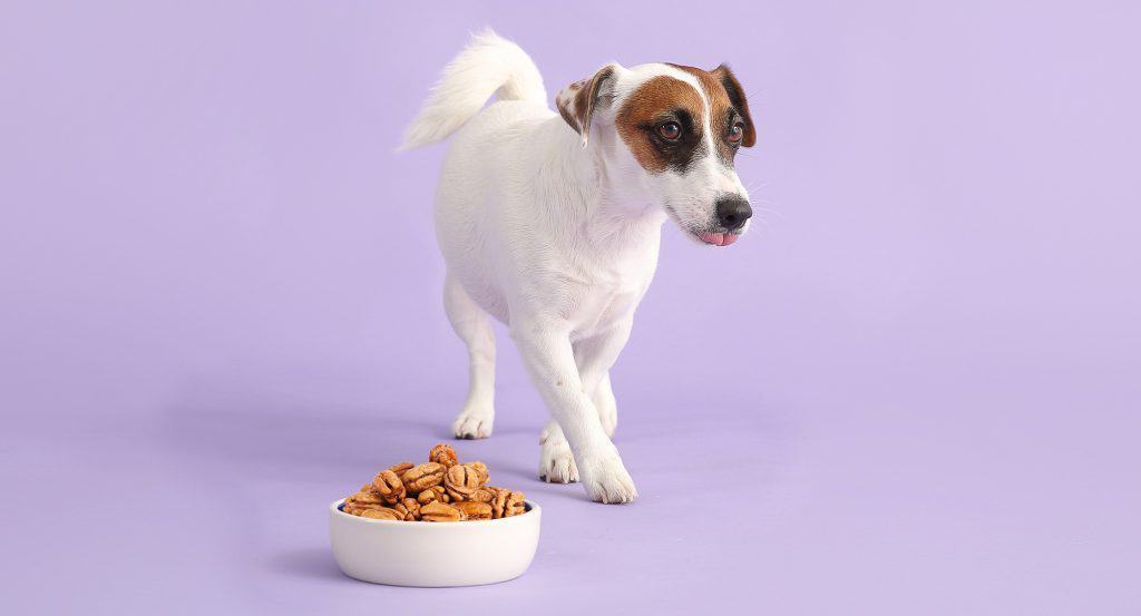 can dogs eat pecans EveryThing You need To Know Demarketo