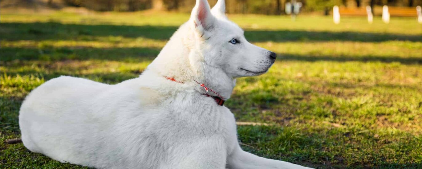 Where Does the All White Husky Dog Come From?